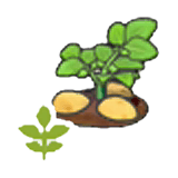 Blooming potato plant item in Pokémon Pokopia