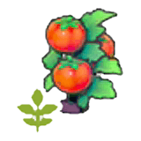 Blooming Tomato plant