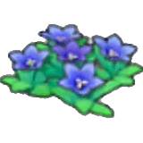 Mountain flowers