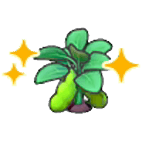 Ripe bean plant (Grow)