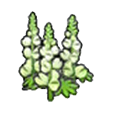 Robust flower (white)