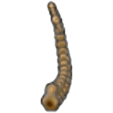 Tundra Fossil (tail)