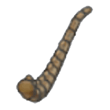 Wing Fossil (tail)