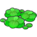 Duckweed