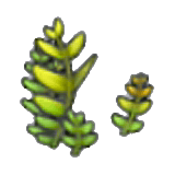 Fern item in Pokémon Pokopia