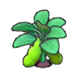 Ripe bean plant item in Pokémon Pokopia