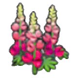 Robust flower item in Pokémon Pokopia