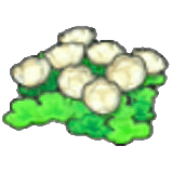 Skyland flowers