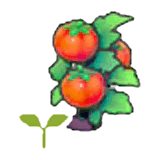 Tomato sprout item in Pokémon Pokopia