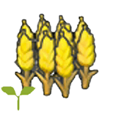 Wheat sprout item in Pokémon Pokopia